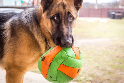Close-up portrait of dog with ball
