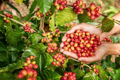 Red berries growing on plant