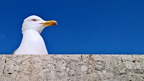 Low angle view of seagull perching against clear blue sky