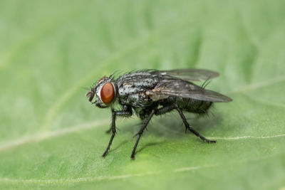 Close-up of insect on leaf