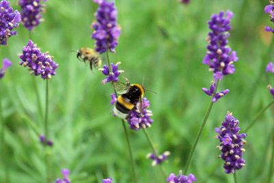 Bee pollinating on purple flowers