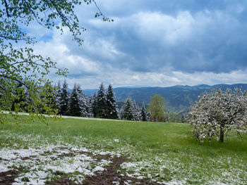 Trees on field against sky