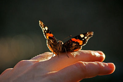 Close-up of butterfly on hand