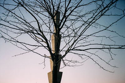 Low angle view of bare tree against clear sky