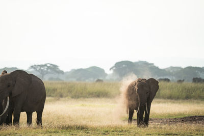 Elephants on field