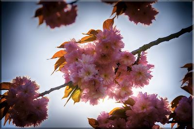 Low angle view of pink flowers blooming on tree