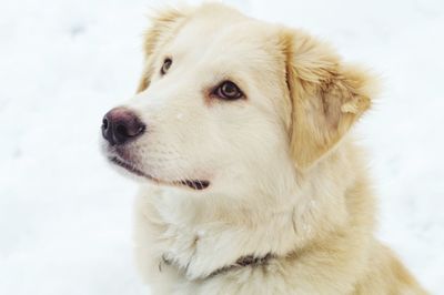 Close-up of dog looking away