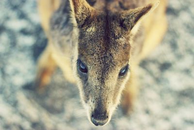 Close-up portrait of horse