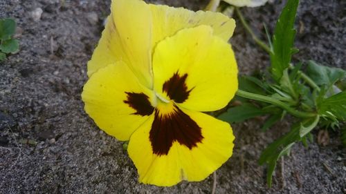 Close-up of yellow flower