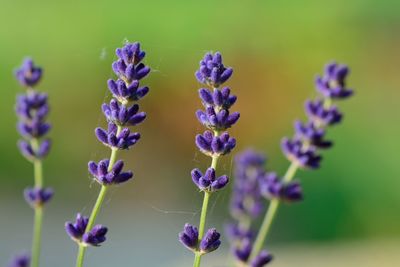 Close-up of purple flowers