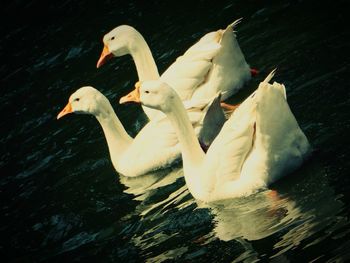 Swans swimming in lake