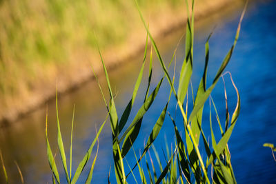 Close-up of grass