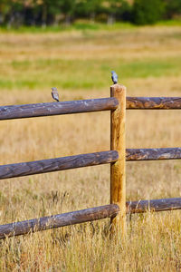 Bird perching on wooden post in field