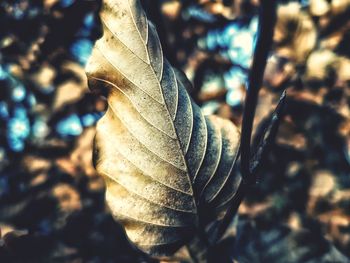 Close-up of dry leaf