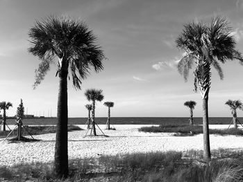 Palm trees on beach against sky