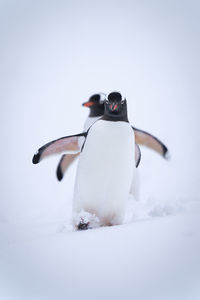 Two gentoo penguins descend snowy hill together