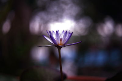 Close-up of flower blooming outdoors