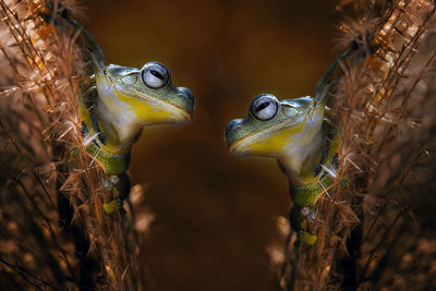 Close-up of frogs on field