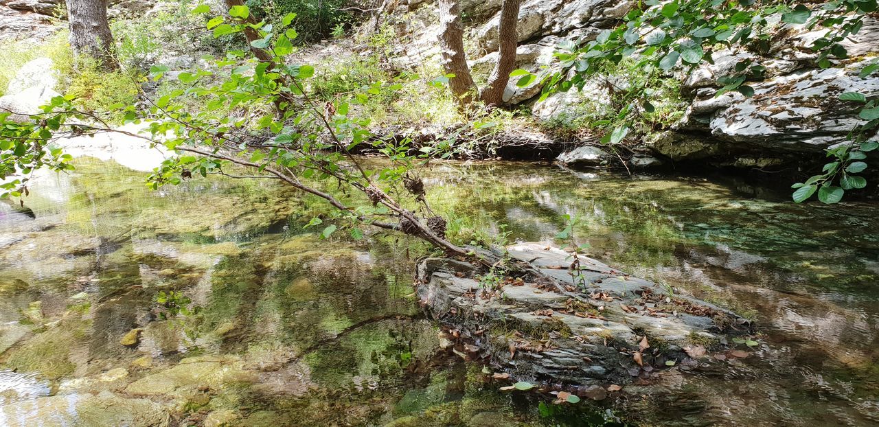 rock, plant, solid, rock - object, nature, no people, growth, water, tree, tranquility, day, beauty in nature, forest, moss, land, outdoors, green color, tranquil scene, downloading, flowing, flowing water, shallow