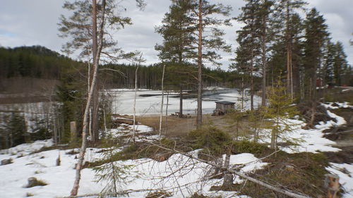 Trees on snow covered land against sky