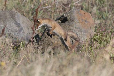 Fox pouncing on prey