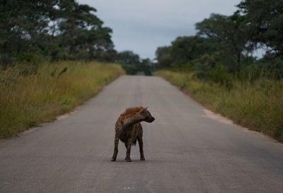 Hyena standing on road