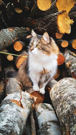 Cat lying on rock