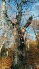 Low angle view of bare trees in forest