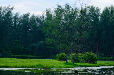 Trees by lake in forest against sky