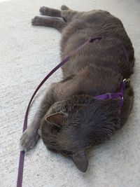 High angle view of dog sleeping