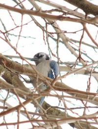 Birds perching on branch