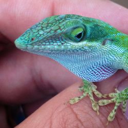 Close-up of lizard