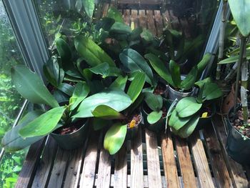 Close-up of fresh green plant