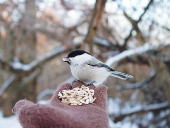 Close-up of bird perching on tree