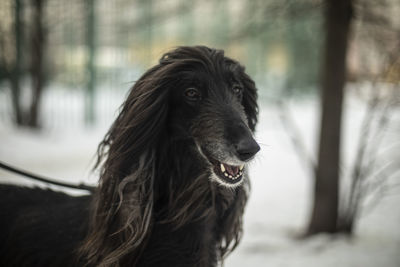 Close-up of dog