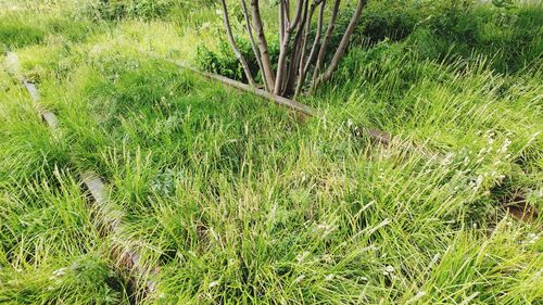 Grass growing on field