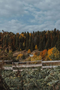 Scenic view of forest against sky during autumn