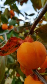 Close-up of orange tree