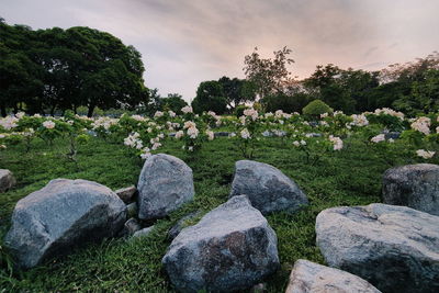 Plants growing on rocks against sky