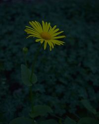 Close-up of yellow flower blooming outdoors