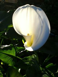 Close-up of white flower