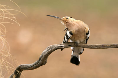 Close-up of bird perching on branch