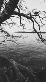 Bare tree by sea against sky