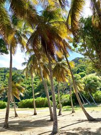 Palm trees in sunlight