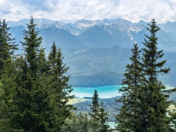 Scenic view of pine trees against sky