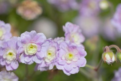 Close-up of pink flowers