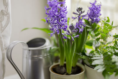 Close-up of purple flowering plant in pot