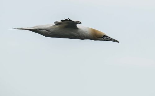 Low angle view of gannet flying against clear sky