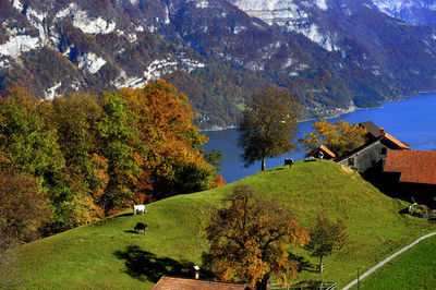 High angle view of trees and mountain