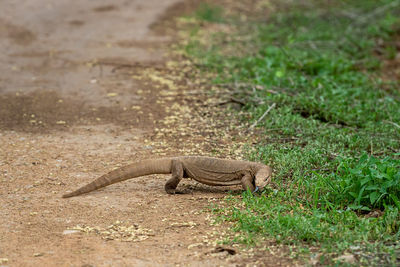 Side view of a lizard on field